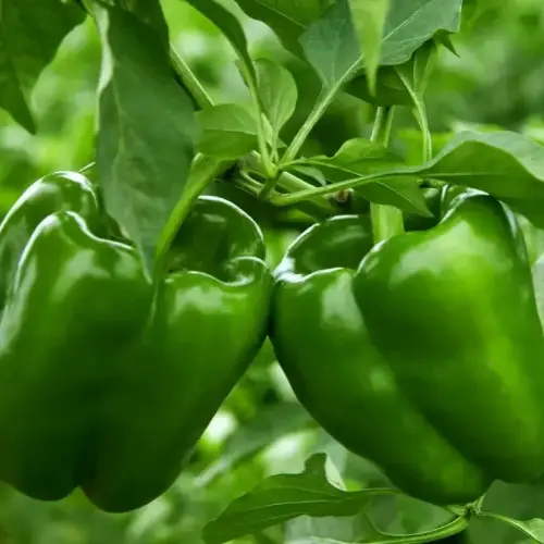 青甜椒／每 500 克